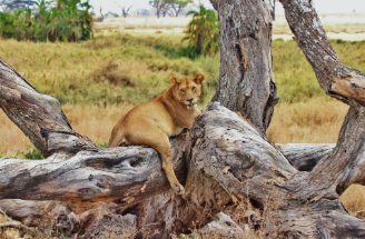 Seven Days of Thrilling Encounters in the Serengeti