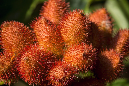 Elevating Food Aesthetics Through Advanced Color Solutions