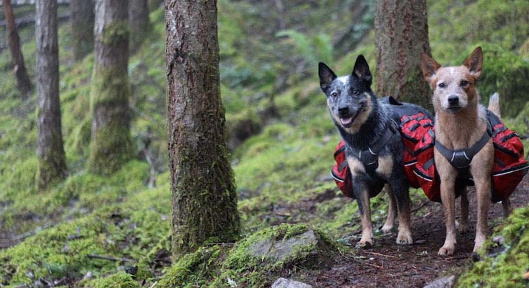 Dog training classes phoenix and dog obedience classes phoenix options Dog training classes phoenix and dog obedience classes phoenix options
