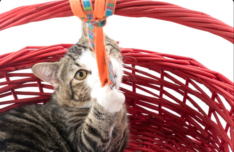 Cat Toys That Keep Cats Happy, Healthy & Playful