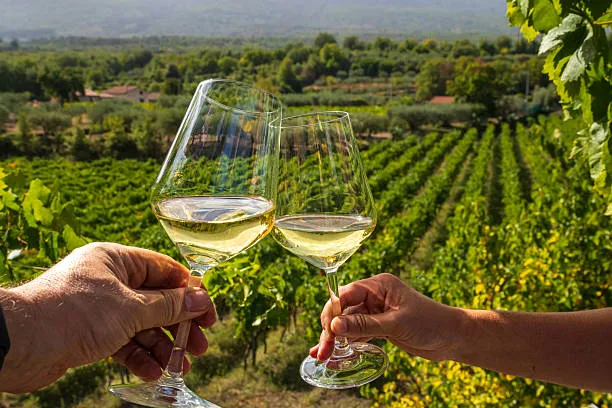 Cheers with white wine glasses in Sicilian vineyard celebrating harvest season Cheers with two glasses of white wine in Sicilian vineyard during grape harvest, celebrating the wine culture in the countryside. vineyard wine stock pictures, royalty-free photos & images