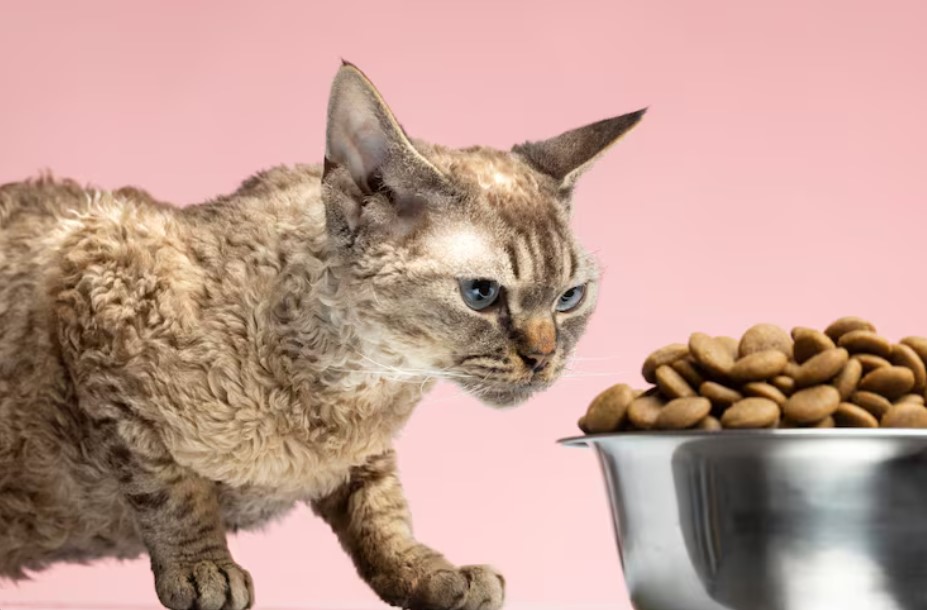 Does Wet Cat Food Help Prevent Obesity?