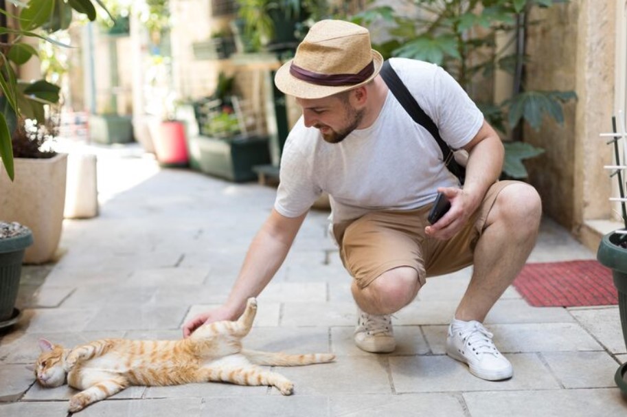 How to Stop Your Cat from Escaping a Harness