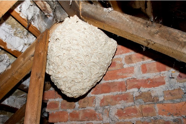 How to Protect Your Family and Outdoor Spaces from Wasp Nest?