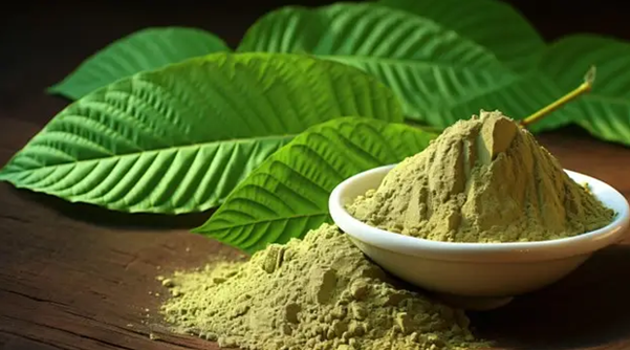 GMP Certified Kratom Online: Best Kratom for Energy and Focus Guide GMP Certified Kratom Online: Best Kratom for Energy and Focus Guide