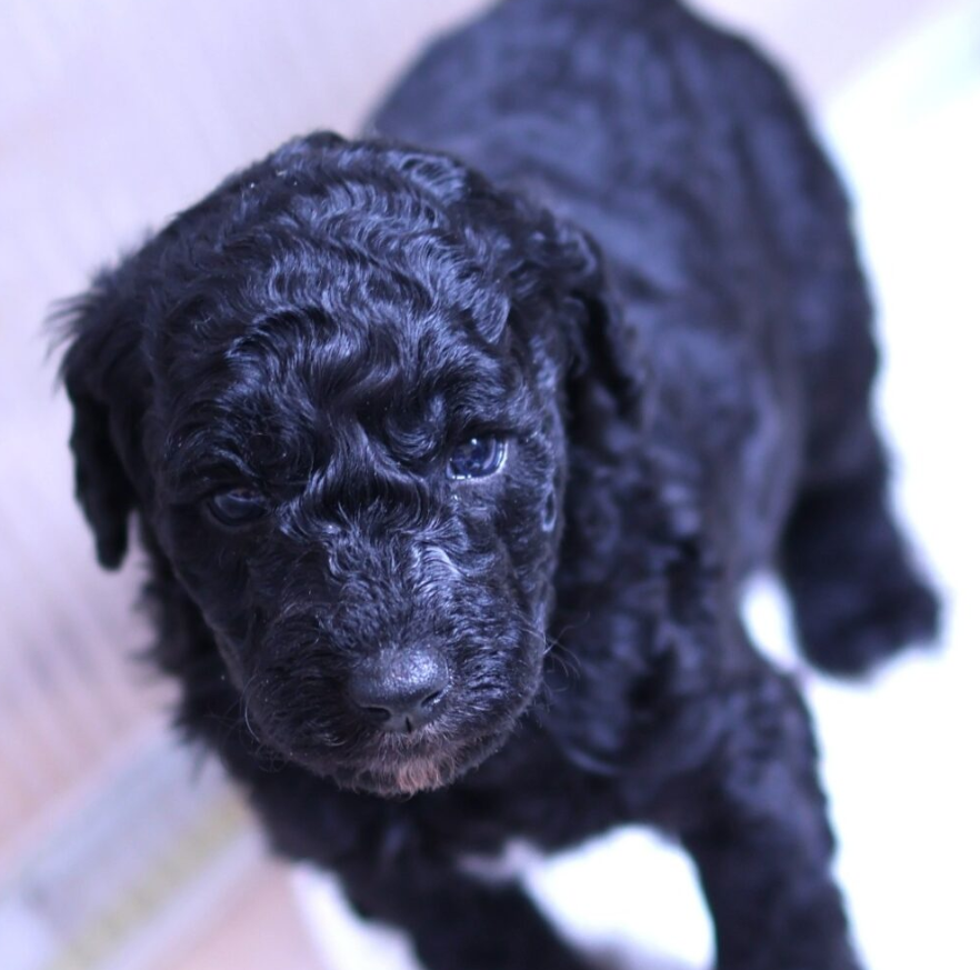 black miniature labradoodle puppies for sale, practical buying notes guide