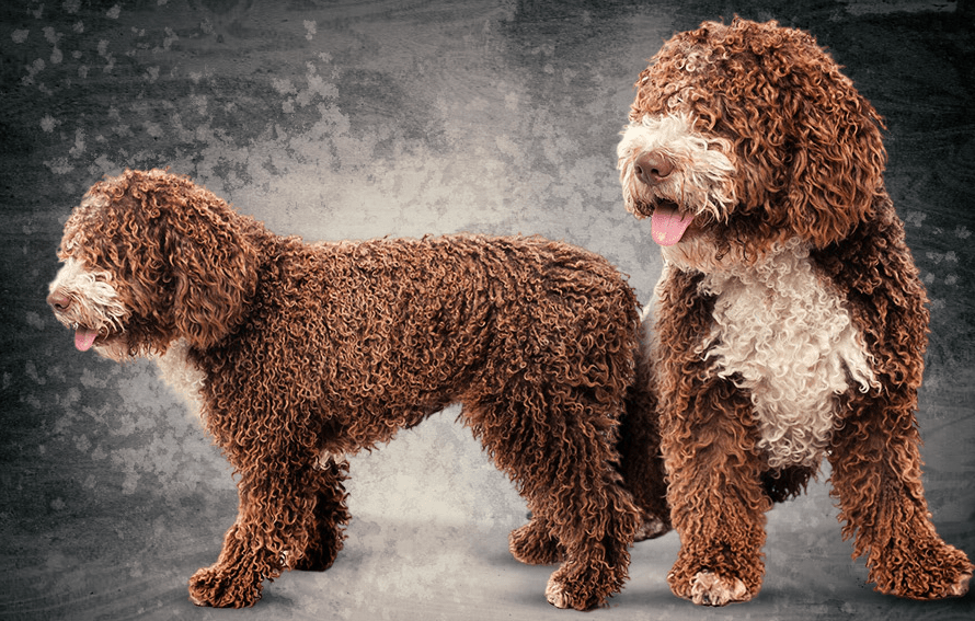 Brown goldendoodle puppies for sale and buy a labradoodle UK simple real buyer notes guide