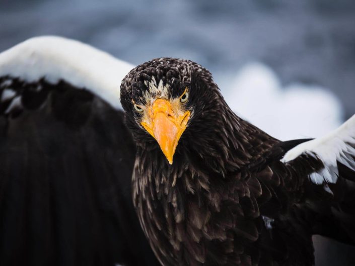 De största fördelarna med fotoresor för fotografer