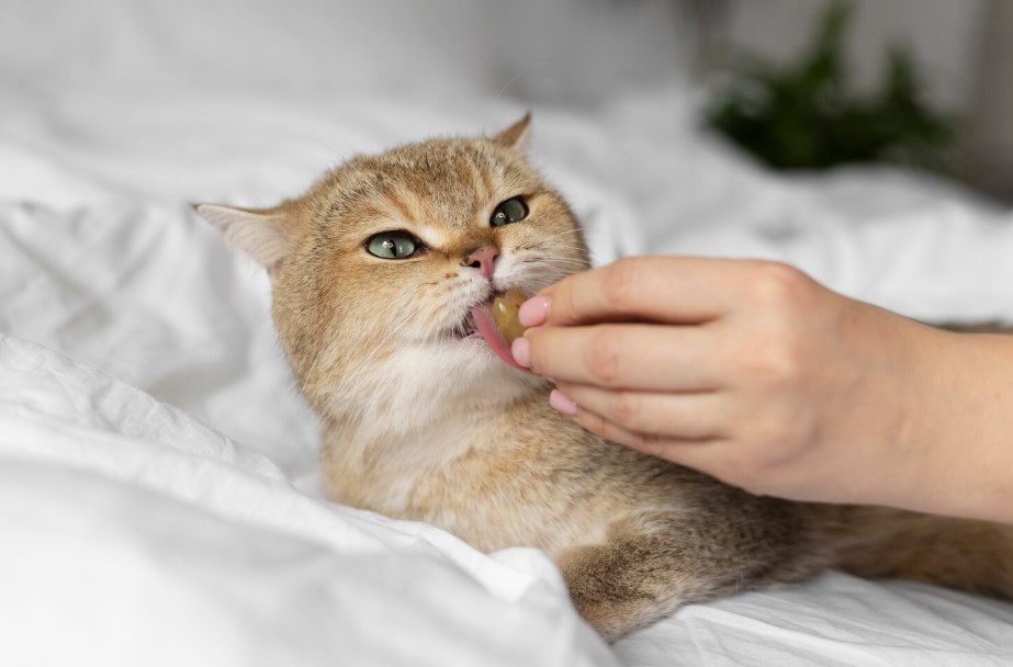 Keep Your Cat’s Teeth Clean Naturally With the Best Cat Dental Treats