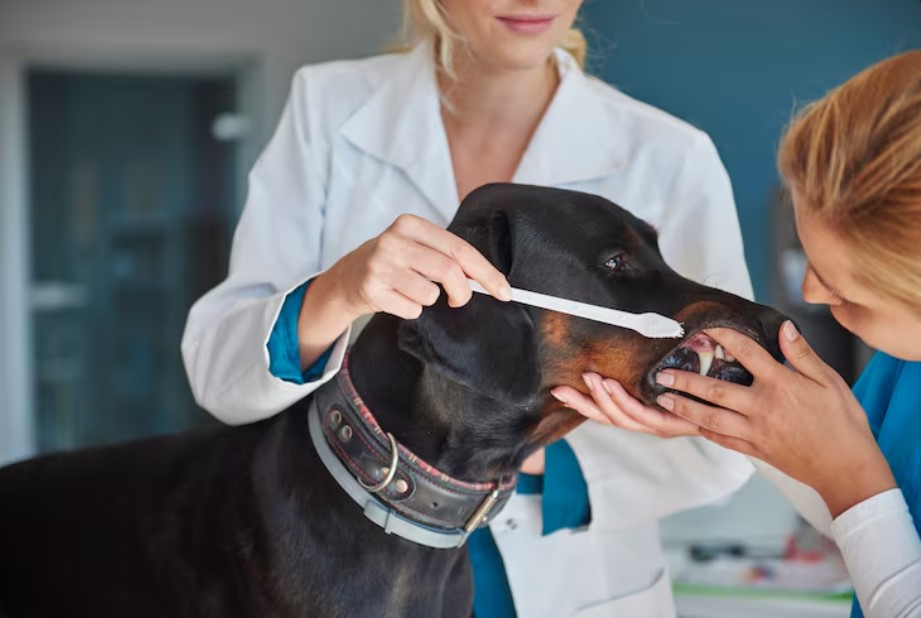How Dental Treats for Dogs Help Prevent Bad Breath and Tooth Problems