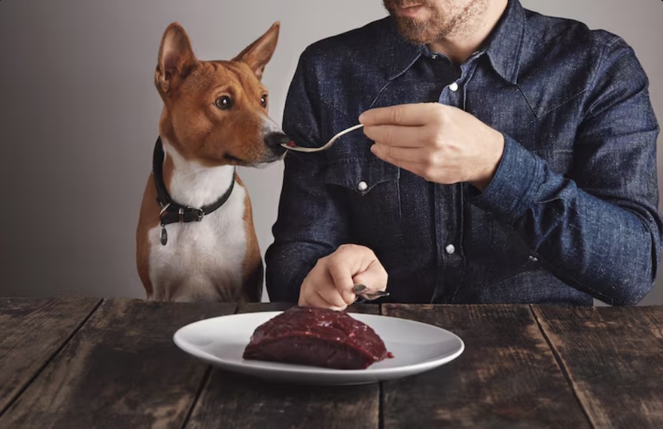 Top Affordable Dog Food Choices for Puppies, Adults, and Seniors