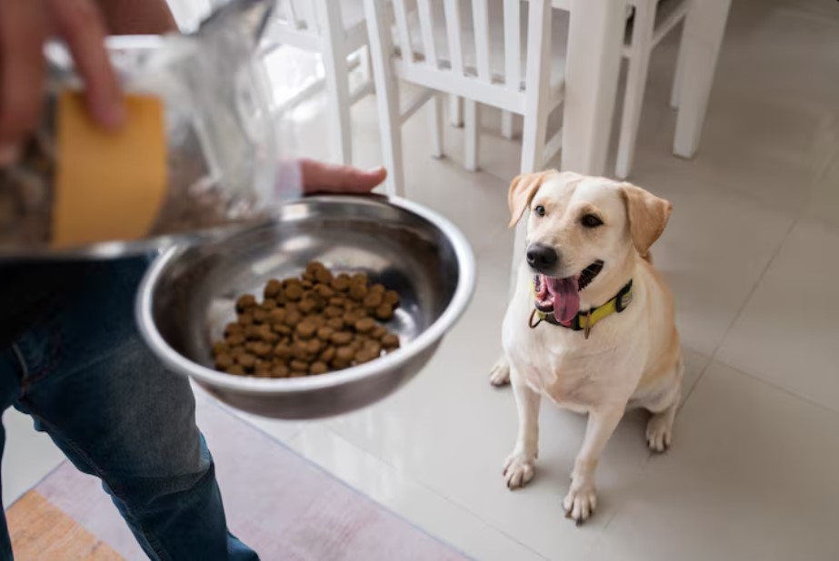 Vet-Recommended Best Affordable Dog Food for Smart Pet Owners