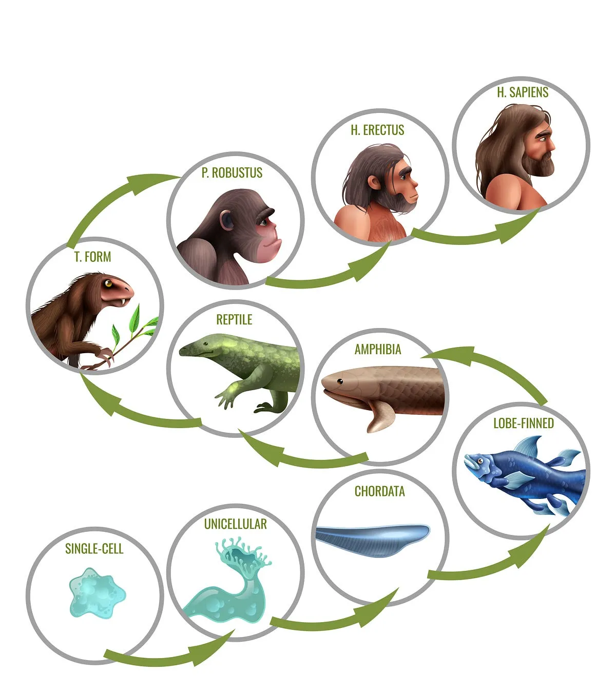 World Evolution of Animals (and us too!) (Evolution Series Part II) | by  Ashley Heacock | New Earth Consciousness | Medium