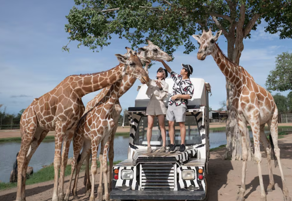 Safari from Zanzibar Island Wildlife Adventure Travel Experience Guide