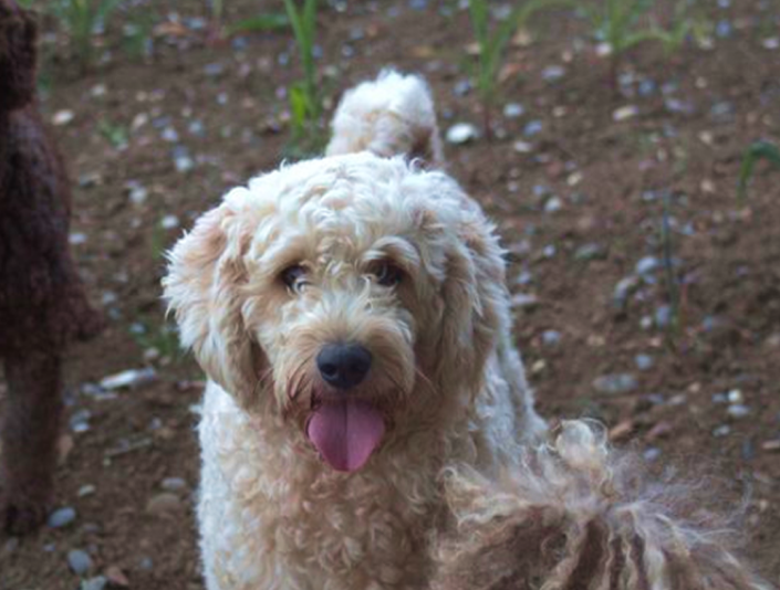 American labradoodles for sale and Australian goldendoodle for sale choices