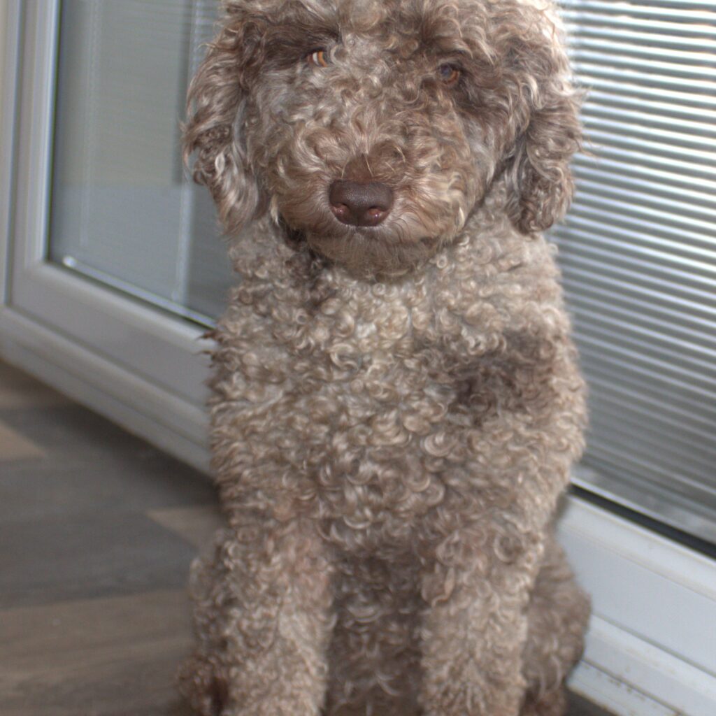 Miniature Labradoodle puppy care ideas for growing family homes