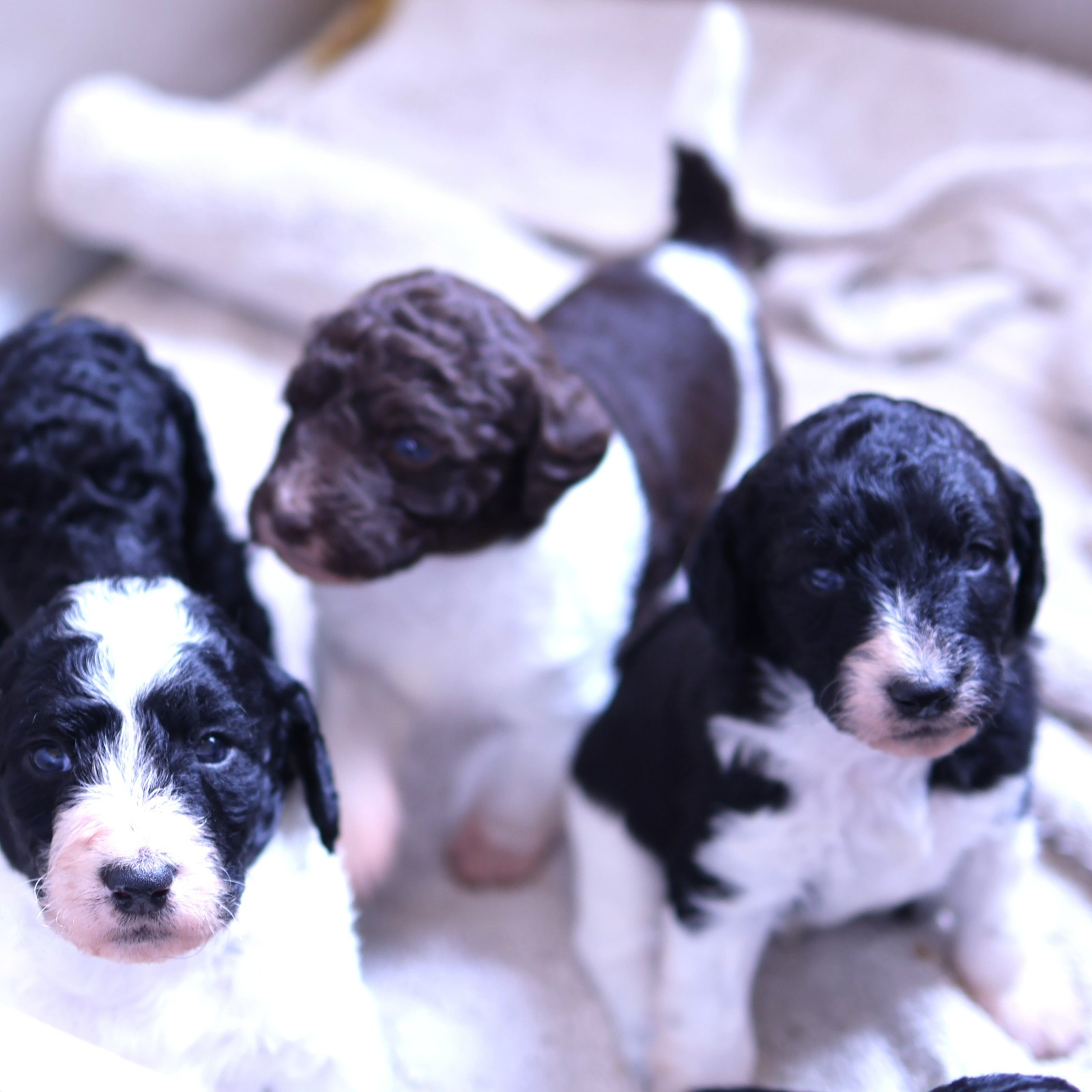 Buying a labradoodle puppy from trusted dog breeders, goldendoodle experts