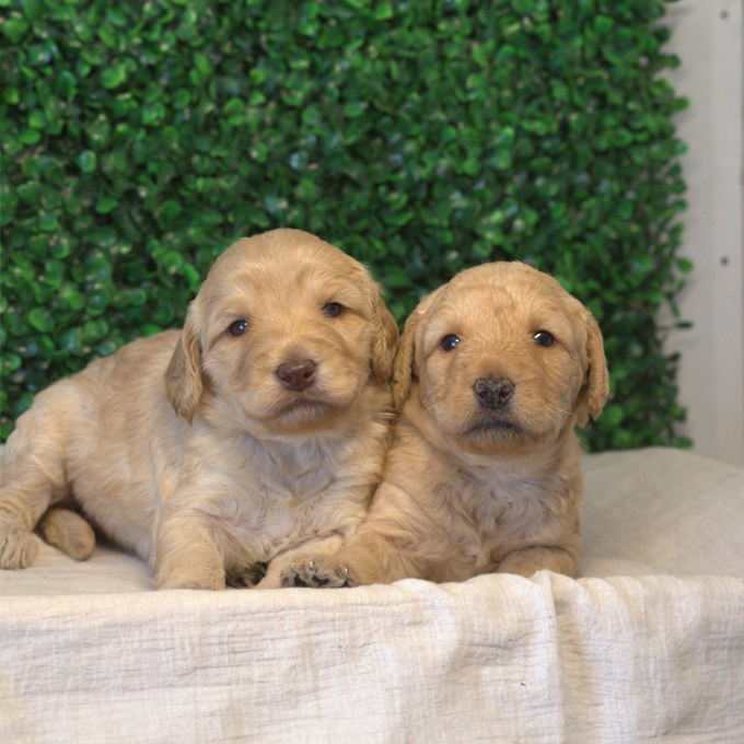 F1b medium goldendoodle puppies for sale and f1b mini goldendoodle puppies for sale buying guide F1b medium goldendoodle puppies for sale and f1b mini goldendoodle puppies for sale buying guide