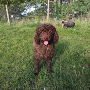 Labradoodle puppies in the UK and Labradoodle standard puppies for sale practical buying guide