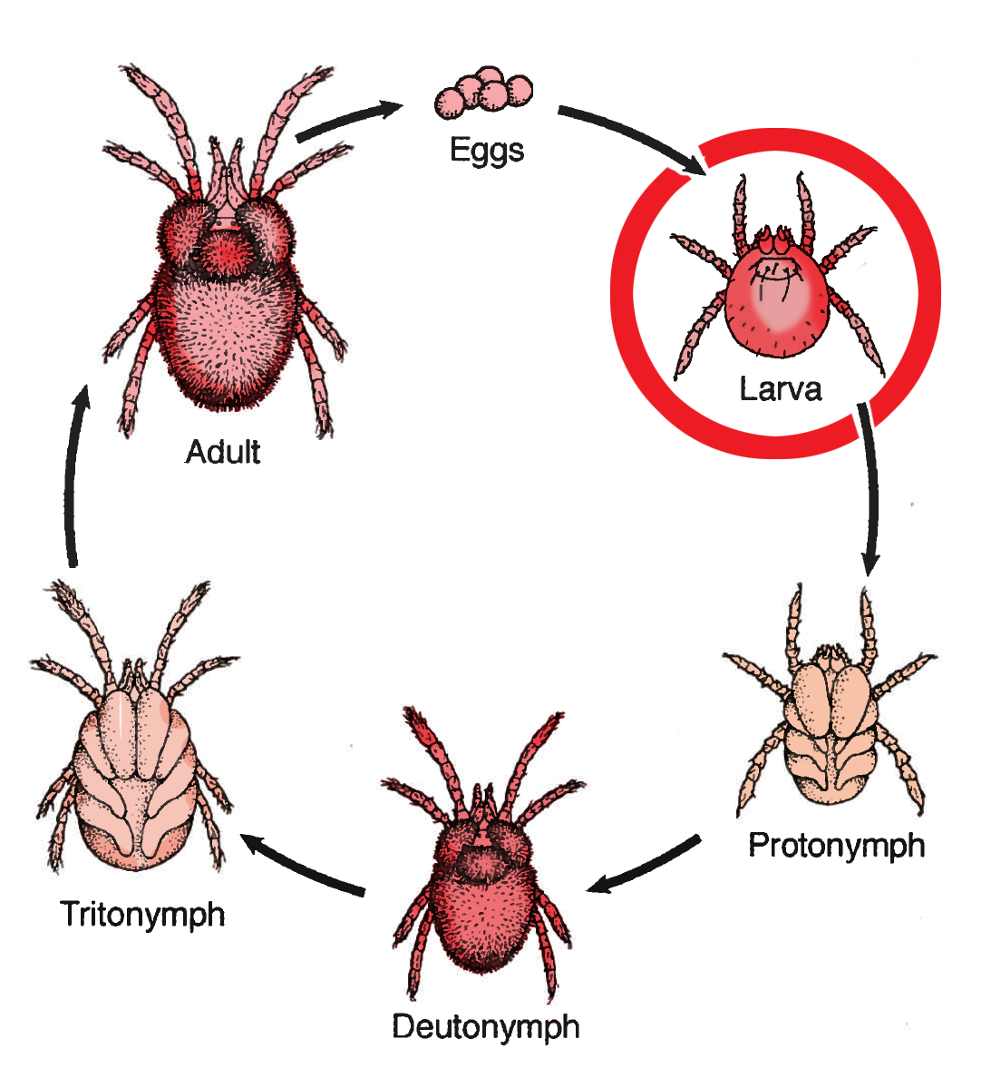 Chigger Mite Management: Proven Strategies for Effective Control