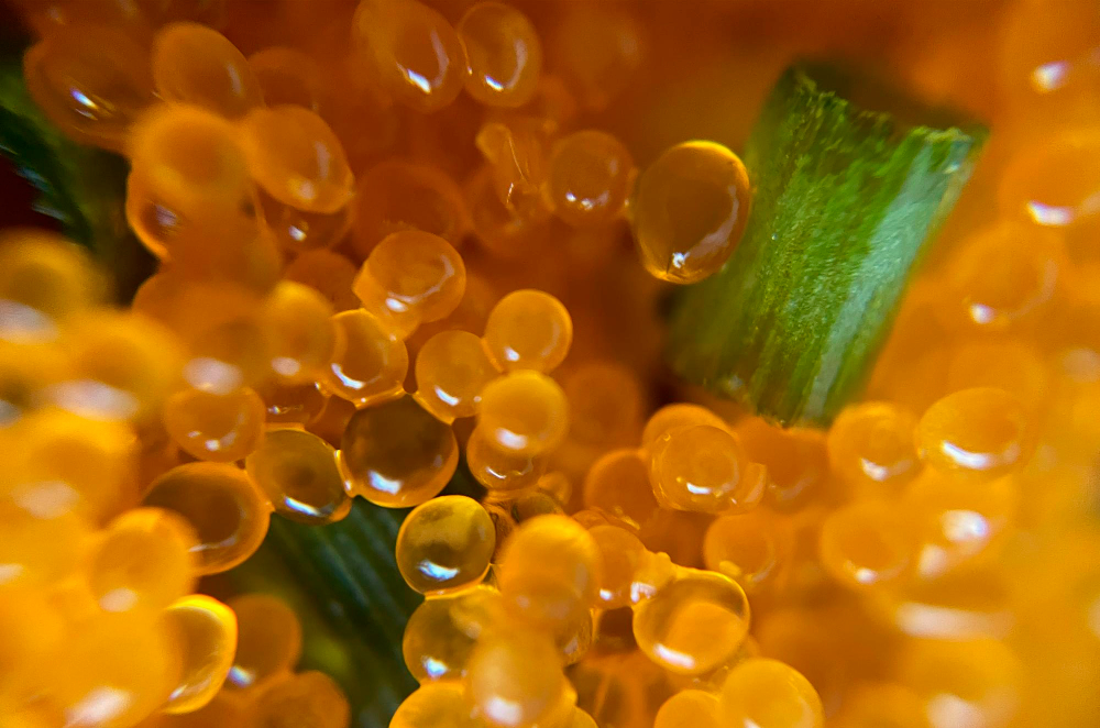 Surfactants: The Hidden Ingredients That Make Everyday Products Work