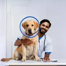 Pet Emergency Care Near Me | 24/7 Vet ...