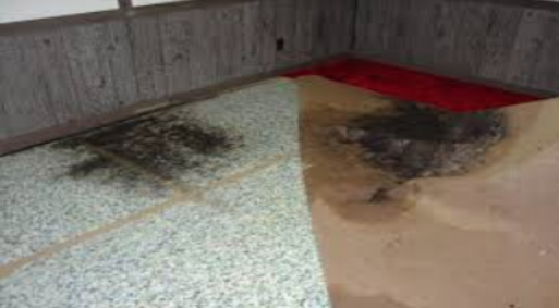 Hidden Hazards: What Lies Beneath a Water Damage Carpet If Not Professionally Dried