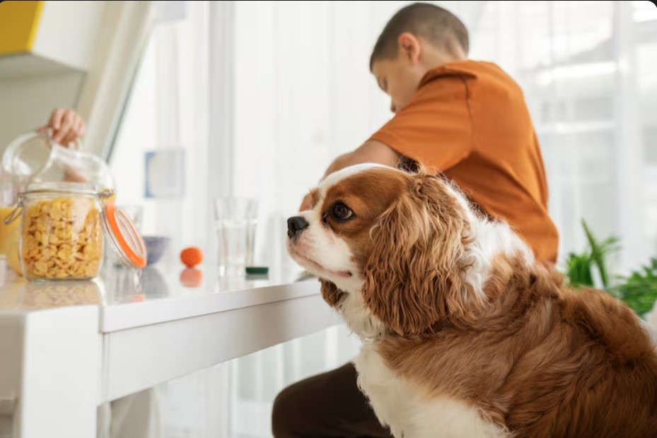 7 Surprising Benefits of Dr Marty Dog Food Every Pet Parent Should Know