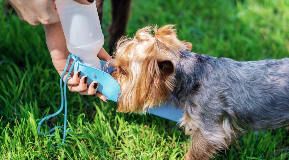 Why Dog Waterers Are a Must-Have for Every Pet Parent Why Dog Waterers Are a Must-Have for Every Pet Parent