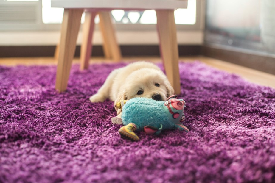 How Plush Dog Toys Can Boost Your Dog’s Mental Health
