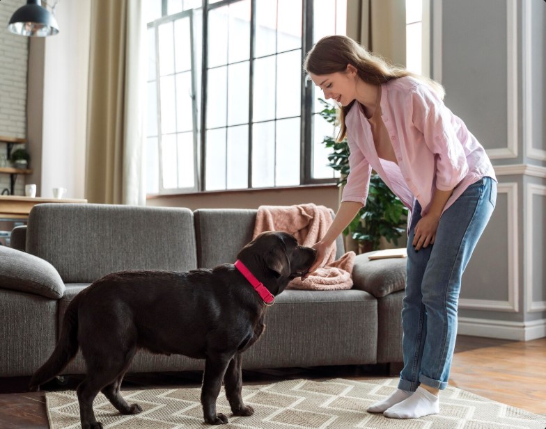 Is Your Dog Limping? Expert Tips for Treating Hip Problems in Dogs