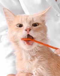 Bad Breath vs. Periodontal Disease: Can the Best Cat Dental Treats Fix “Stinky Kitty” Syndrome?
