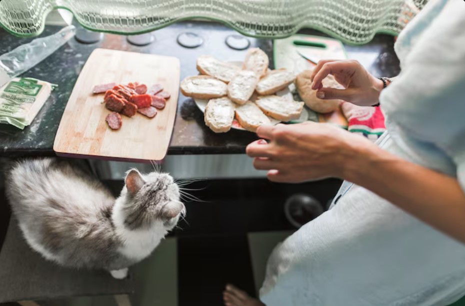Top Benefits of Grain-Free Cat Food for Cats of All Ages