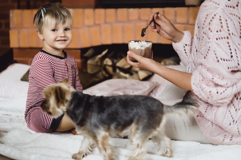 Why US Pet Parents Prefer Freeze Dried Cat Treats