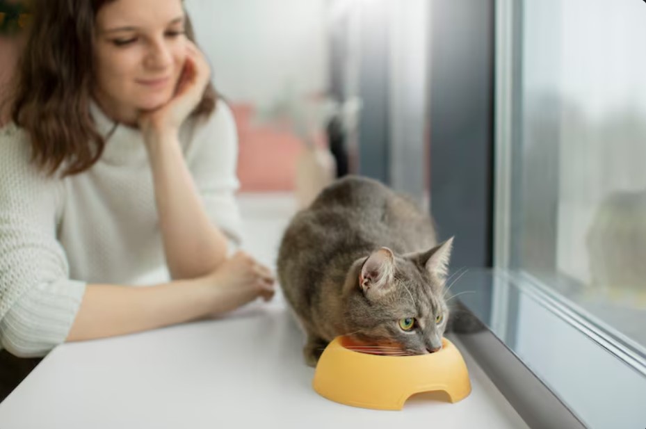 Why Dr. Marty Cat Food Is Gaining Popularity Among Health-Conscious Cat Owners