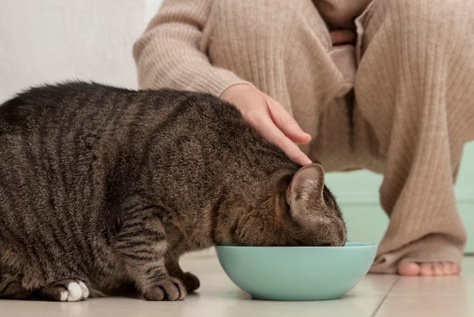 How to Choose the Right Dry Cat Food Without Overspending: A Smart Guide for Cat Parents in the USA How to Choose the Right Dry Cat Food Without Overspending: A Smart Guide for Cat Parents in the USA