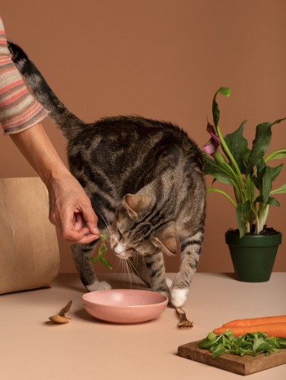 The Right Cat Food Matters: How Proper Nutrition Helps Indoor Cats Live Longer and Stay Active