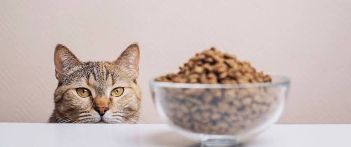How to Choose the Best Dry Cat Foods for Your Cat How to Choose the Best Dry Cat Foods for Your Cat