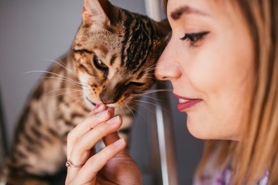 Keep Your Cat’s Smile Bright: The Best Dental Treats for Cats Keep Your Cat’s Smile Bright: The Best Dental Treats for Cats