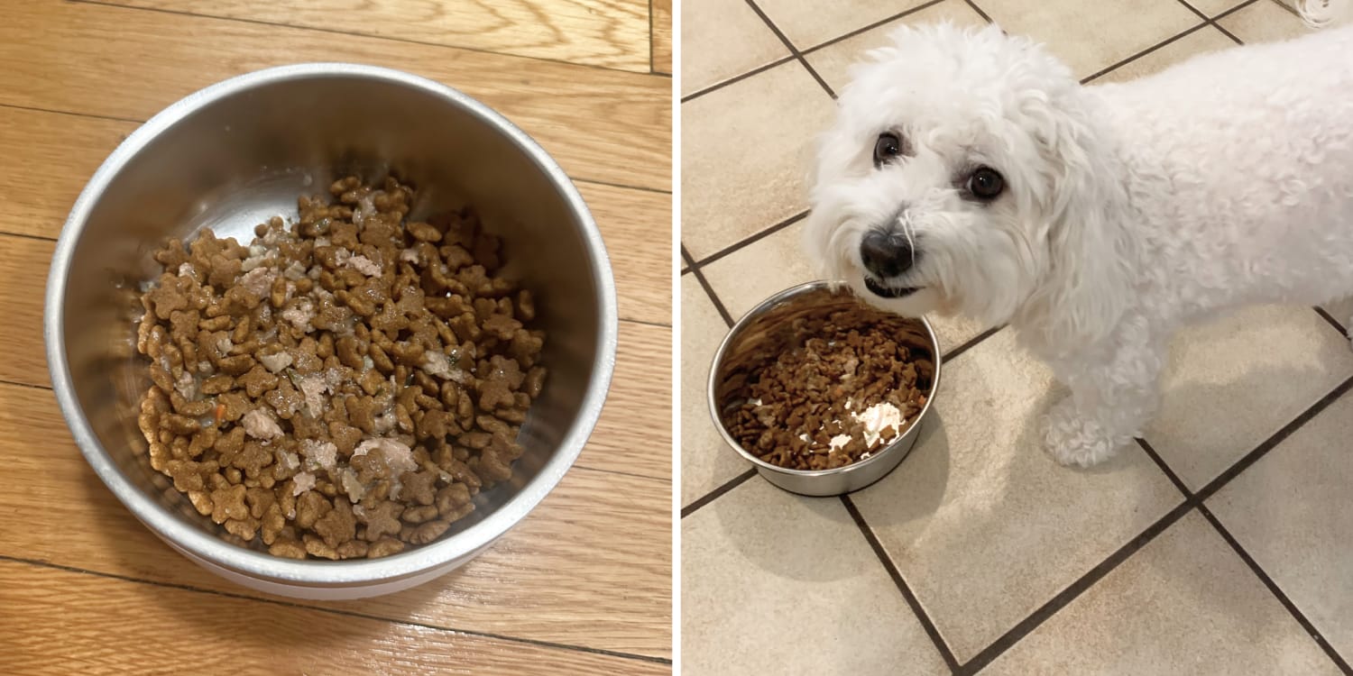 Healthiest Dry Dog Food: The Top Choices for a Stronger, Healthier Dog