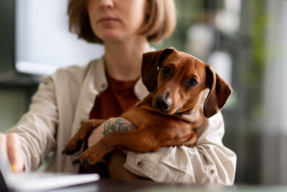 Dog Feeders Explained: How to Choose the Right Feeding Solution for Your Pup