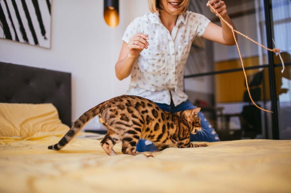Why Cats Love Catnip Toys and How They Encourage Healthy Activity