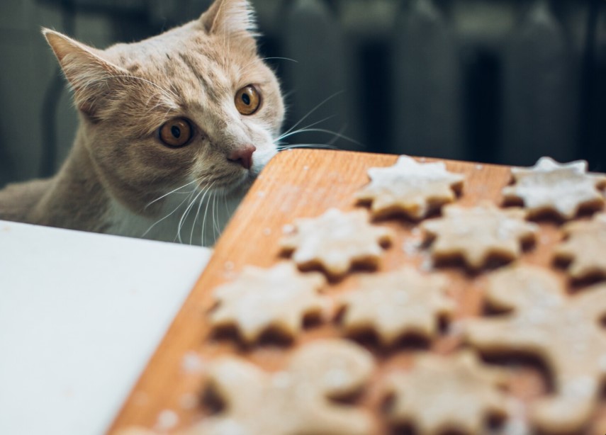 How to Find the Best Cat Treats for Picky Eaters