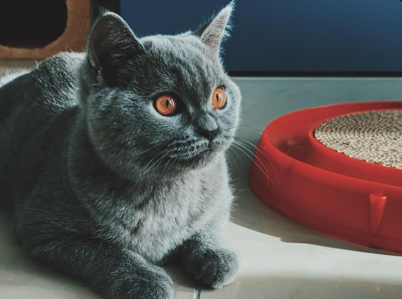 Best Cat Litter for Sensitive Cats: Low-Dust and Hypoallergenic Options