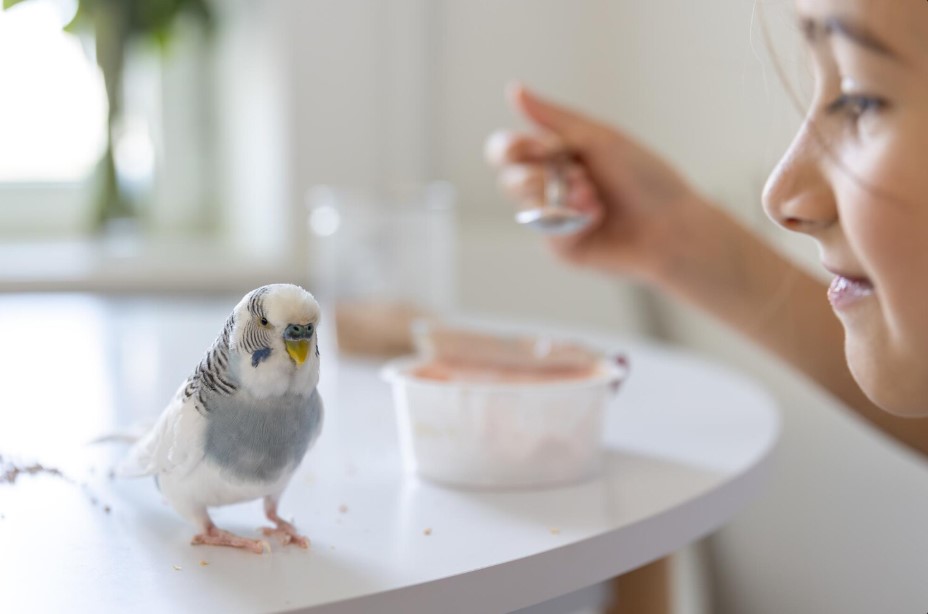 How Cockatiel Treats Can Add Variety to Your Bird’s Diet