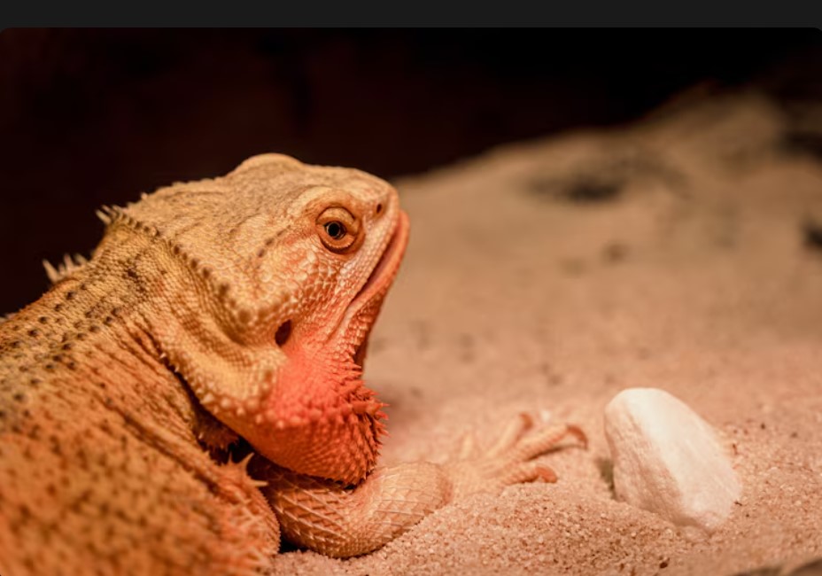 How Reptile Heat Lamps Help Maintain Healthy Basking Temperatures