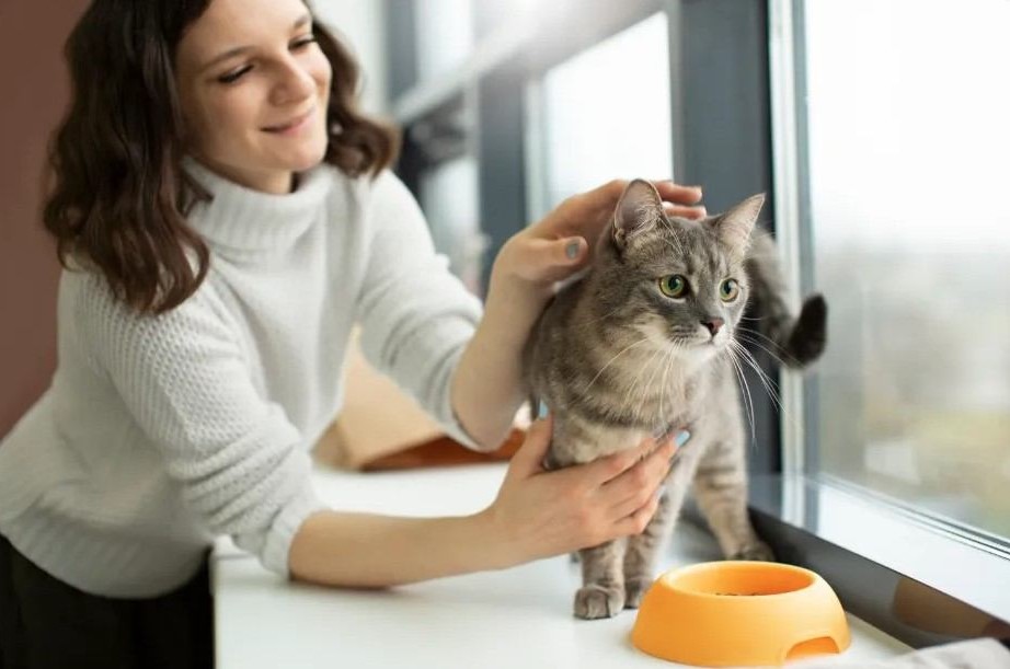 Are Cat Treats Helping or Hurting? The Truth About Healthy Cat Treats Every US Pet Parent Must Know