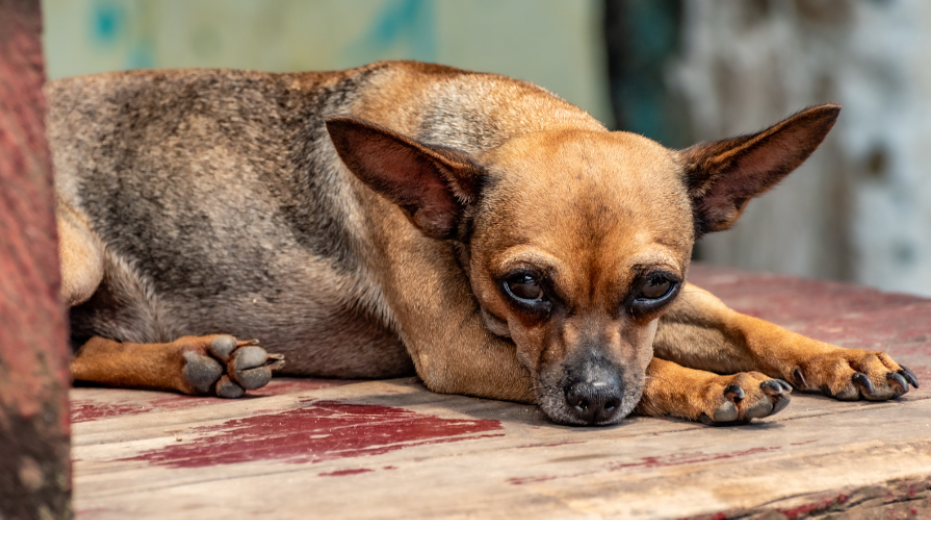 The Complete Guide to Choosing Safe Supplements for Your Dog’s Skin, Coat, and Joints The Complete Guide to Choosing Safe Supplements for Your Dog’s Skin, Coat, and Joints