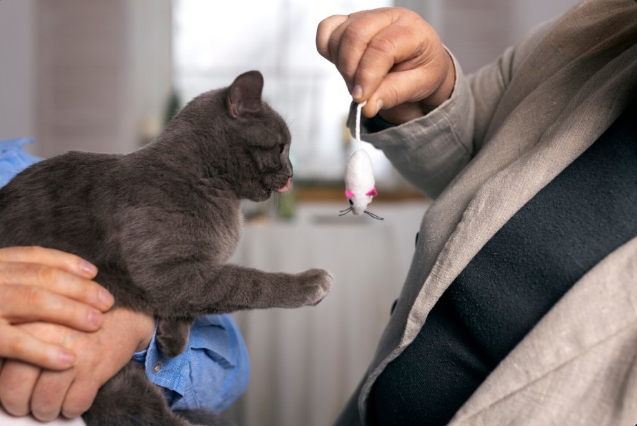 How Many Cat Treats per Day is Safe? Feeding Guide Every Cat Owner Should Know