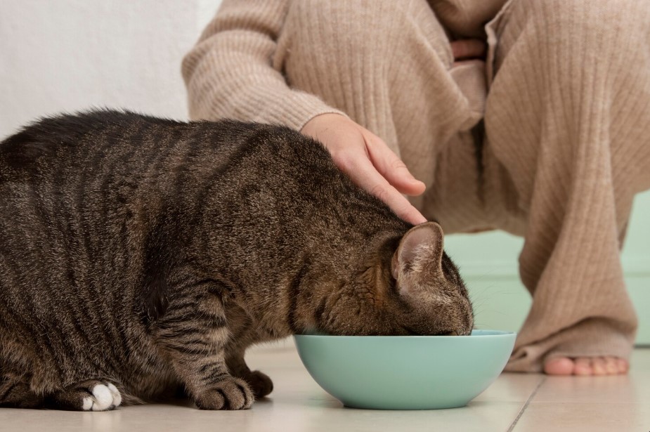 IAMS Cat Food Feeding Guide: How Much to Feed Your Cat by Age & Weight